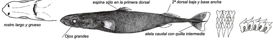 Squaliolus laticaudus_01.jpg